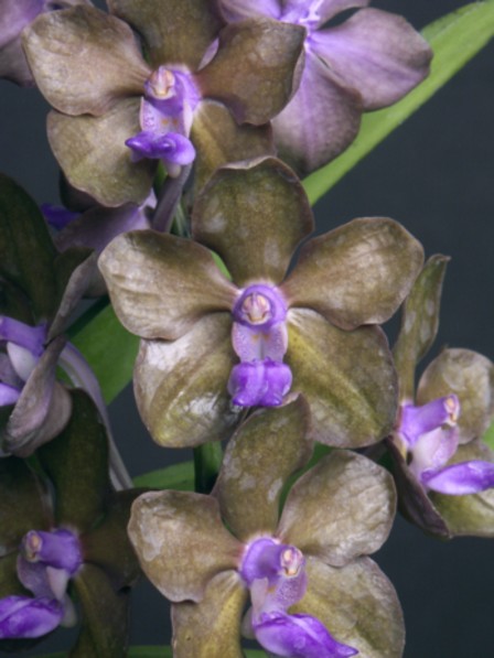 Ascda. Blue Tahourdin AM/RHS