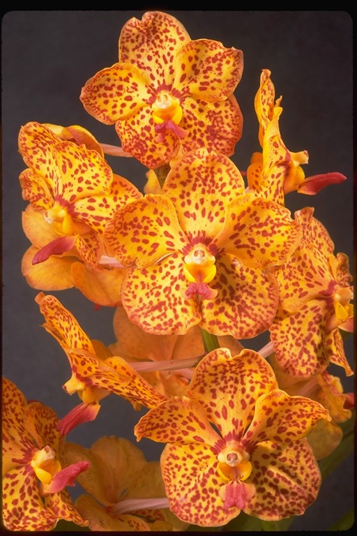 Ascda. Ann Reaben Prospero " Most Articulate Lady" HCC/AOS