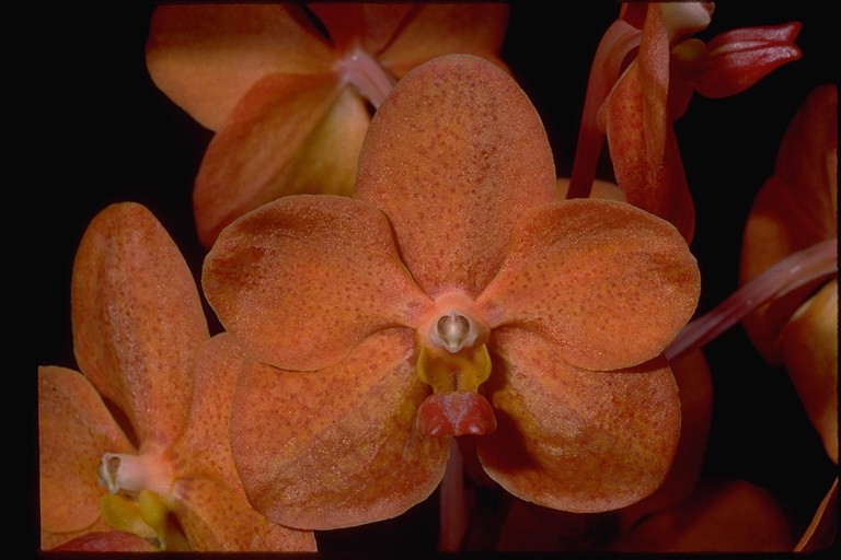 Ascda. Karnda "Mary Motes" HCC/AOS