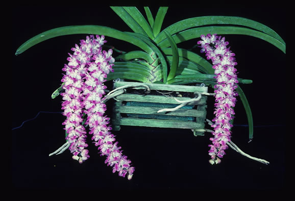 Aerides multiflora