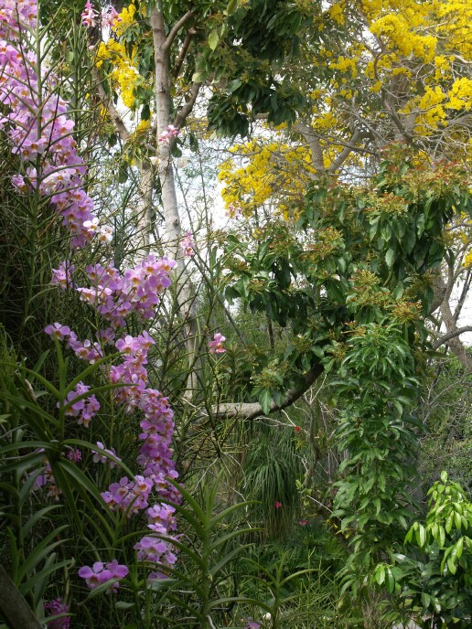 Vanda teres and Tabibuia