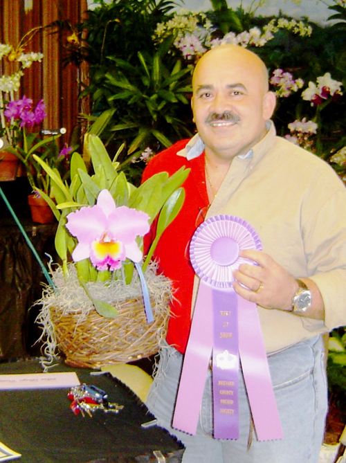 Best Large Cattleya Winner