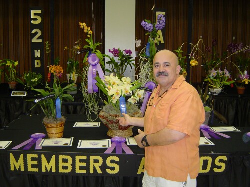 Best Large Cattleya Winner